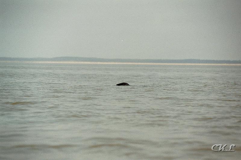 imm002_3A.jpg - Un Phoque