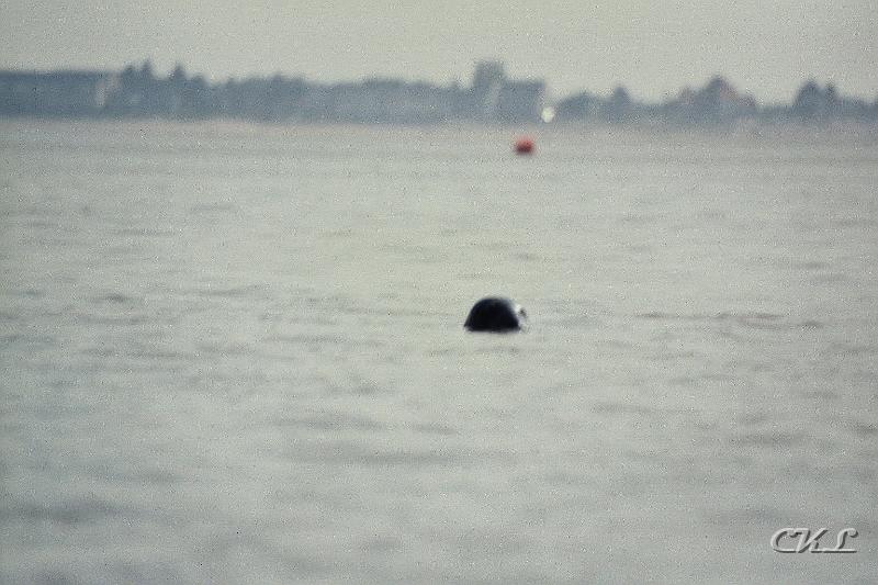 imm007_8A.jpg - Un Phoque.