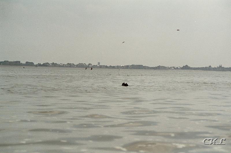 imm009_10A.jpg - Un Phoque.