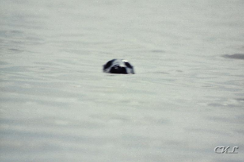 imm012_13A.jpg - Un Phoque.