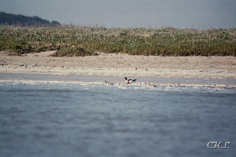 imm016_17A.jpg