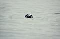 imm012_13A