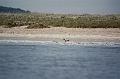 imm016_17A